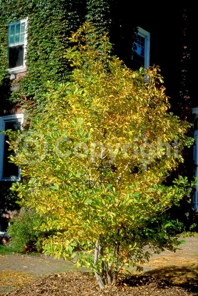 White blooms; Deciduous; Broadleaf