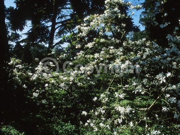 White blooms; Deciduous; Broadleaf