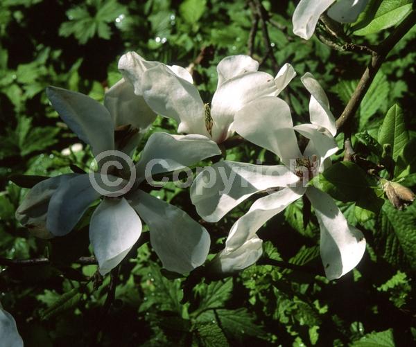 White blooms; Deciduous; Broadleaf