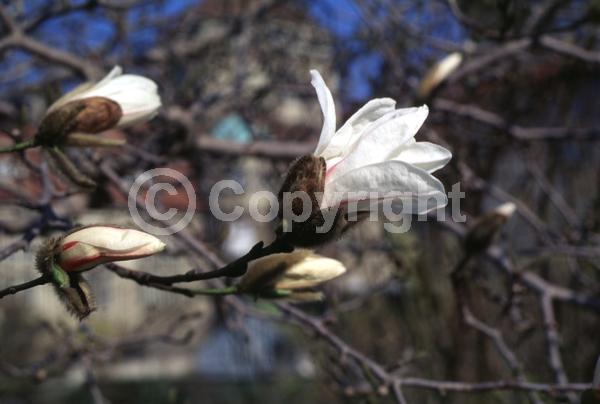 White blooms; Deciduous; Broadleaf