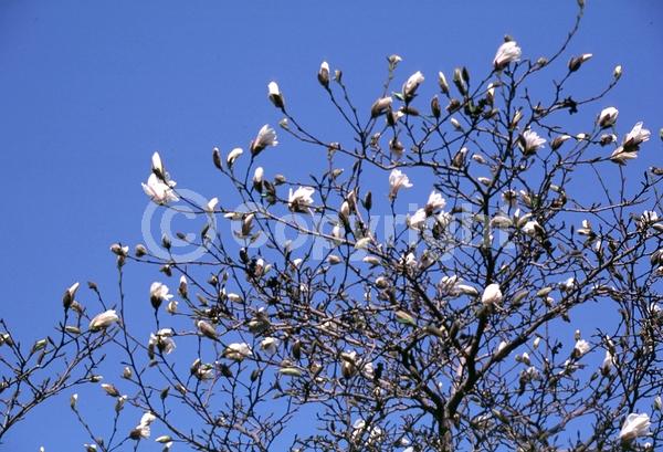 White blooms; Deciduous; Broadleaf