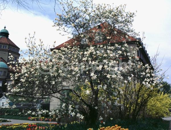 White blooms; Deciduous; Broadleaf