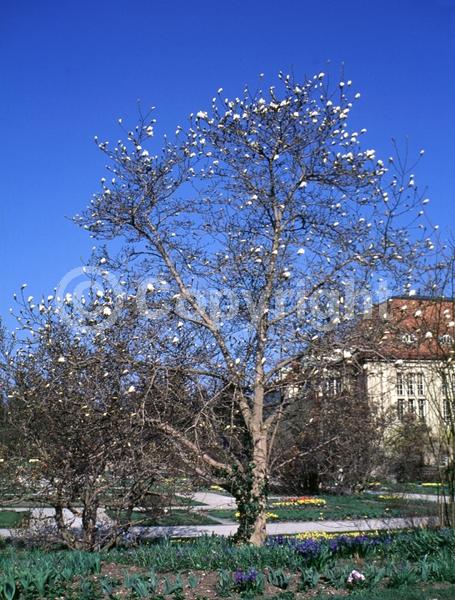 White blooms; Deciduous; Broadleaf