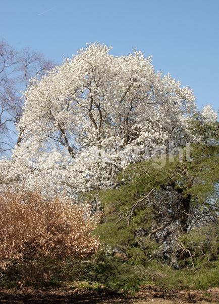 White blooms; Deciduous; Broadleaf