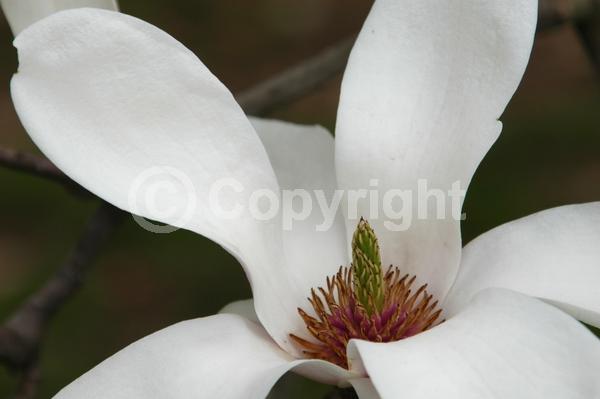 White blooms; Deciduous; Broadleaf