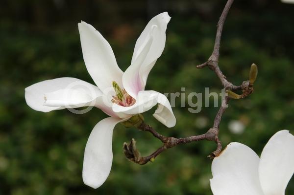 White blooms; Deciduous; Broadleaf