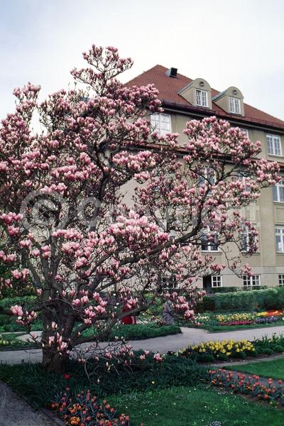 Pink blooms; Deciduous; Broadleaf