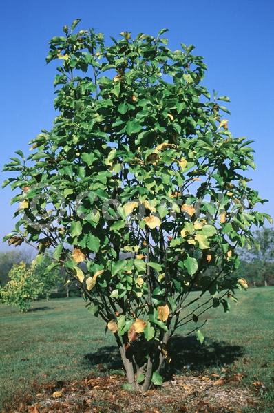 Pink blooms; Deciduous; Broadleaf