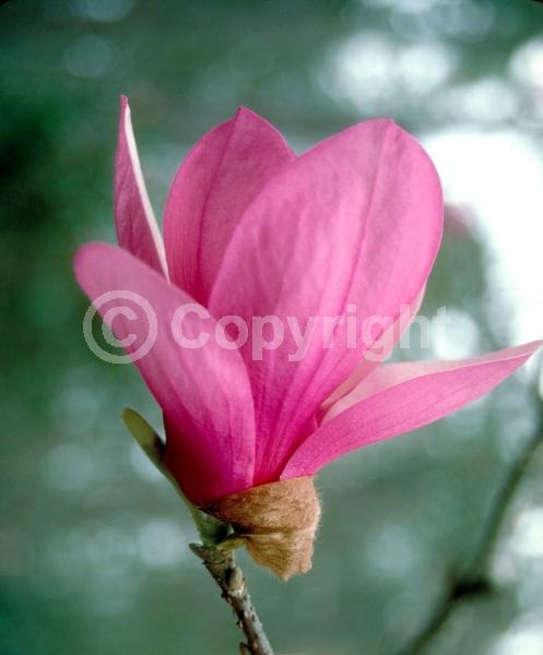 Pink blooms; Deciduous; Broadleaf