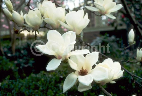 White blooms; Deciduous; Broadleaf