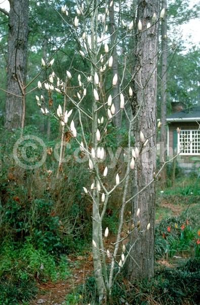 Pink blooms; Deciduous; Broadleaf