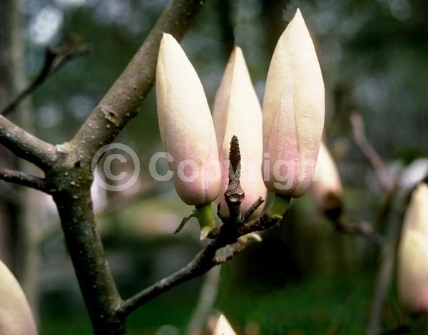 Pink blooms; Deciduous; Broadleaf