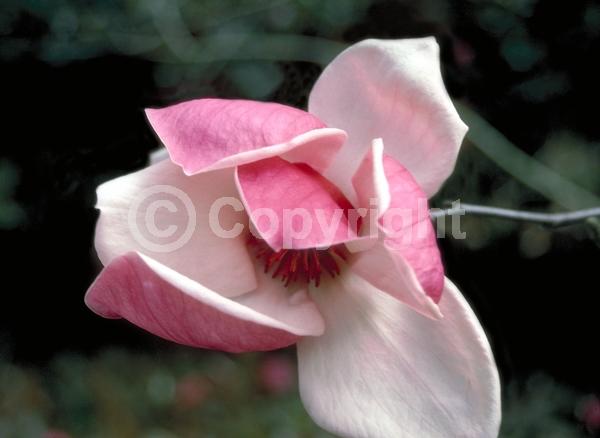 Pink blooms; Deciduous; Broadleaf