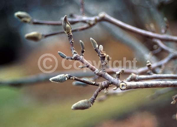 White blooms; Deciduous; Broadleaf