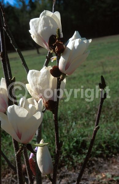 White blooms; Deciduous; Broadleaf