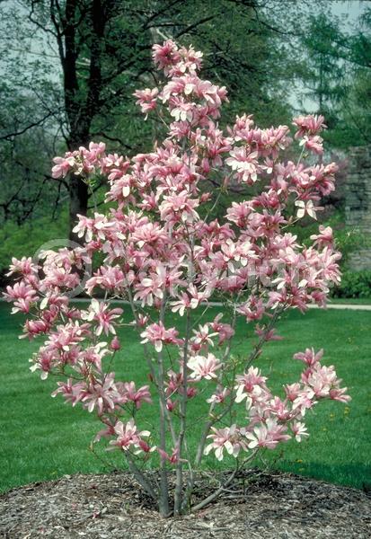White blooms; Deciduous; Broadleaf