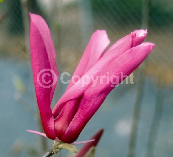 Purple blooms; Deciduous; Broadleaf