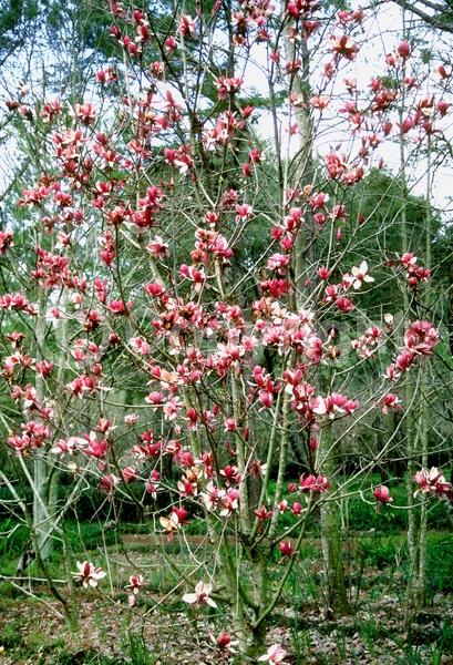 Pink blooms; Deciduous; Broadleaf