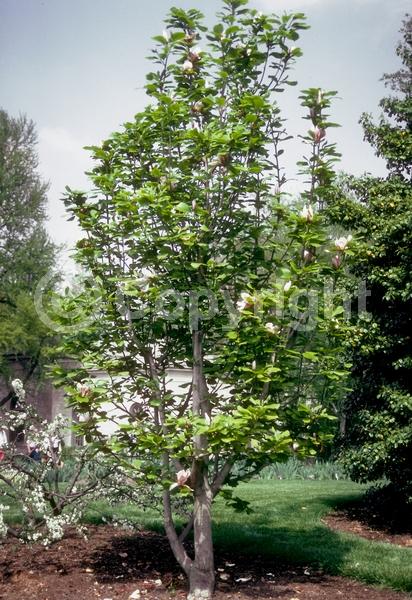 Pink blooms; Deciduous; Broadleaf