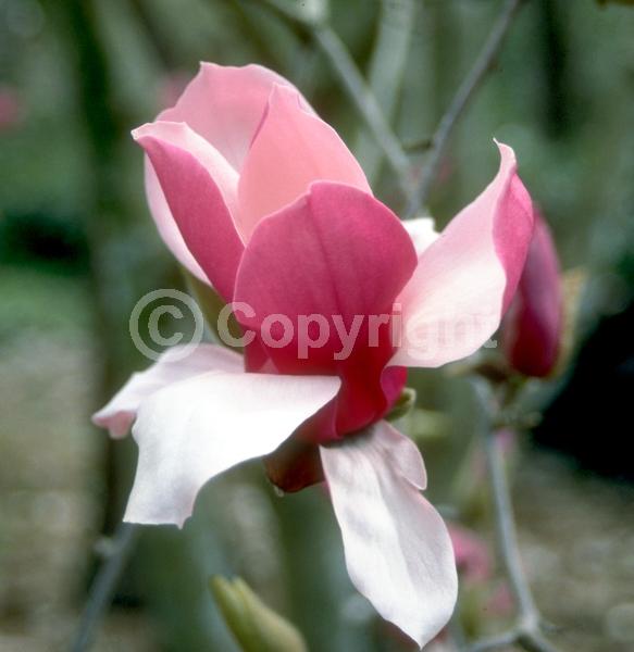 Pink blooms; Deciduous; Broadleaf
