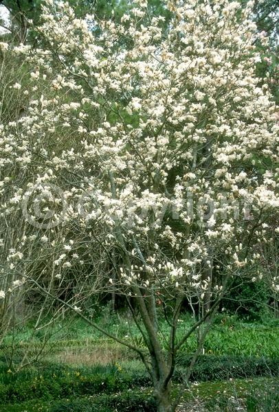 White blooms; Deciduous; Broadleaf