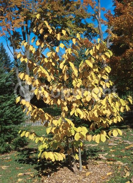 White blooms; Deciduous; Broadleaf