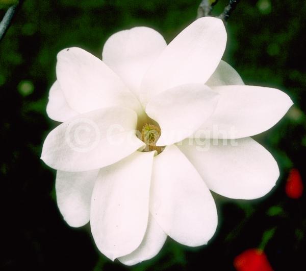 White blooms; Deciduous; Broadleaf