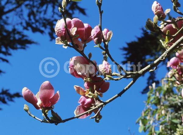 White blooms; Pink blooms; Deciduous; Broadleaf