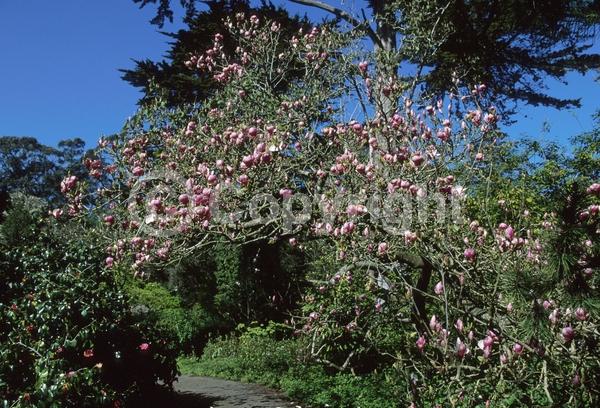 White blooms; Pink blooms; Deciduous; Broadleaf