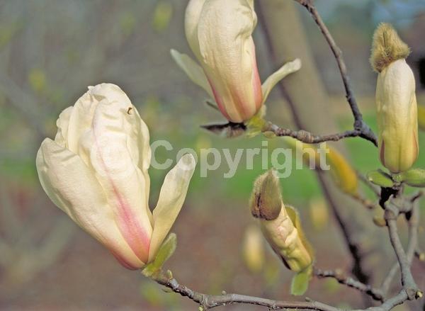 White blooms; Deciduous; Broadleaf