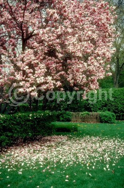 White blooms; Pink blooms; Deciduous; Broadleaf