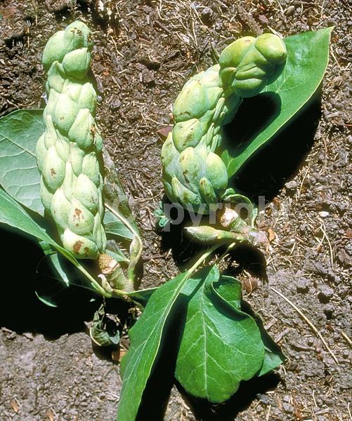 White blooms; Pink blooms; Deciduous; Broadleaf