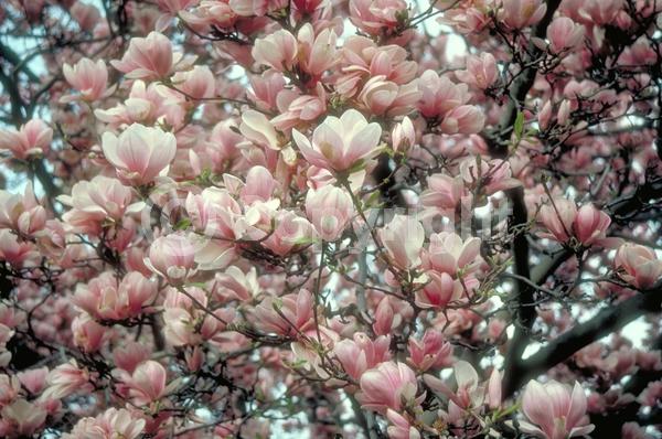White blooms; Pink blooms; Deciduous; Broadleaf