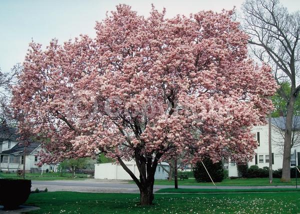 White blooms; Pink blooms; Deciduous; Broadleaf