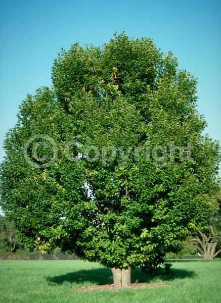 White blooms; Pink blooms; Deciduous; Broadleaf