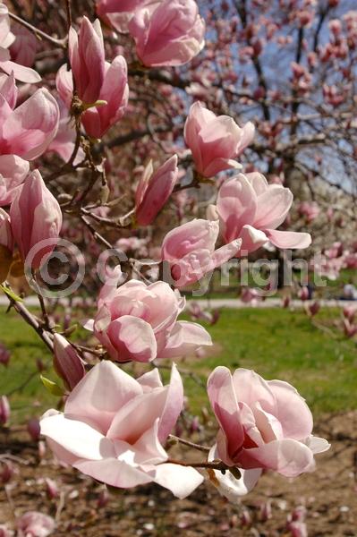 White blooms; Pink blooms; Deciduous; Broadleaf