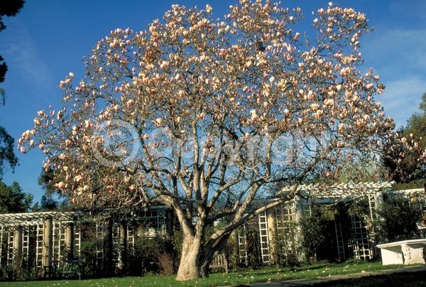 White blooms; Pink blooms; Deciduous; Broadleaf