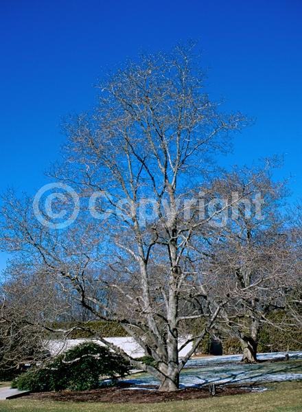 White blooms; Pink blooms; Deciduous; Broadleaf