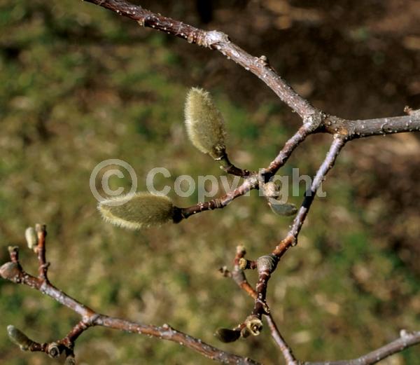White blooms; Pink blooms; Deciduous; Broadleaf