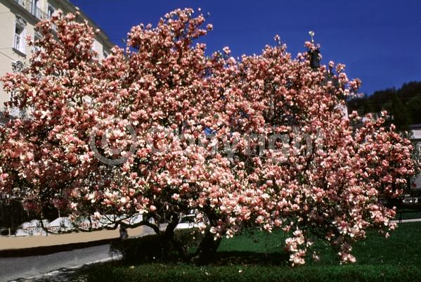 White blooms; Pink blooms; Deciduous; Broadleaf