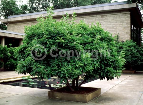 White blooms; Pink blooms; Deciduous; Broadleaf