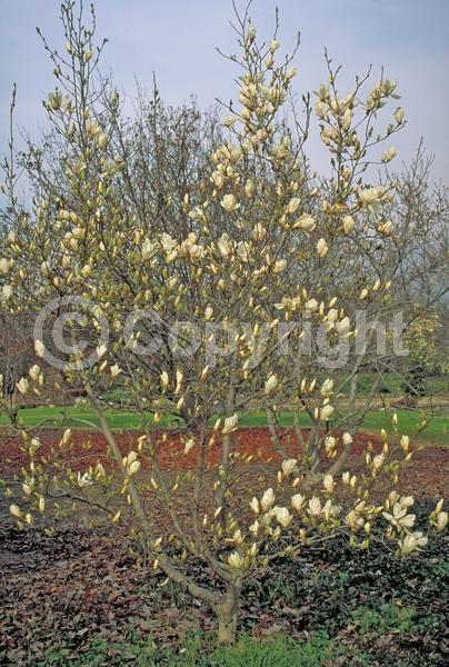 White blooms; Deciduous; Broadleaf