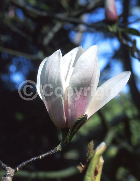 White blooms; Pink blooms; Deciduous
