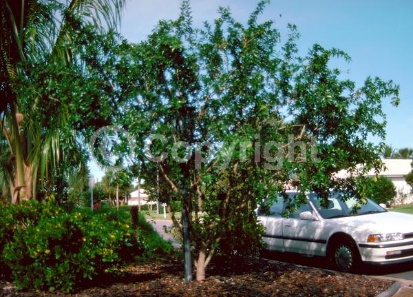 Pink blooms; Evergreen; Needles or needle-like leaf; North American Native