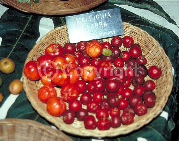 Pink blooms; Evergreen; Needles or needle-like leaf; North American Native
