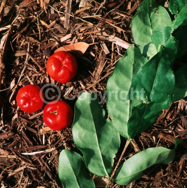 Pink blooms; Evergreen; Needles or needle-like leaf; North American Native