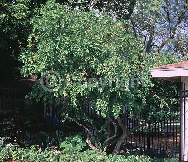 Pink blooms; Evergreen; Needles or needle-like leaf; North American Native