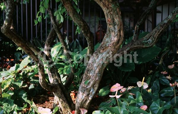 Pink blooms; Evergreen; Needles or needle-like leaf; North American Native