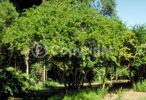 Pink blooms; Evergreen; Needles or needle-like leaf; North American Native