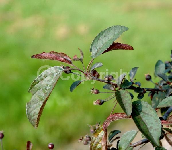 Red blooms; Deciduous; Broadleaf